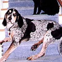 Bluetick