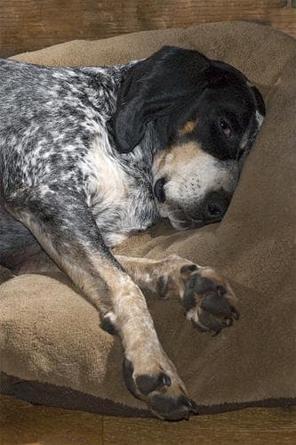 Bluetick