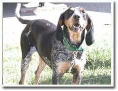 Bluetick