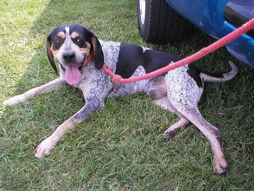 Bluetick