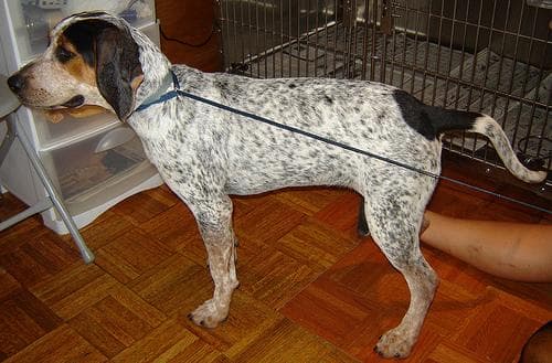 Bluetick