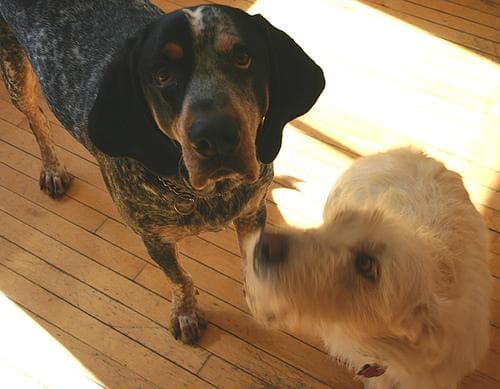 Bluetick
