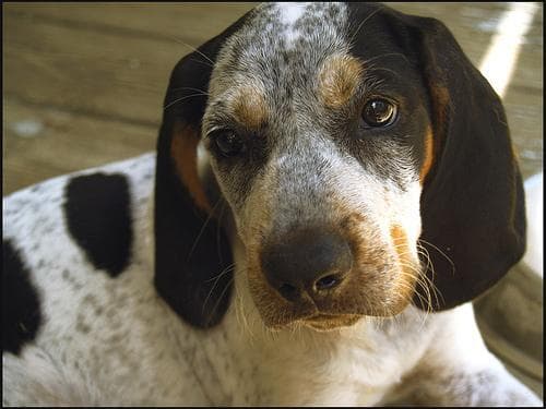 Bluetick