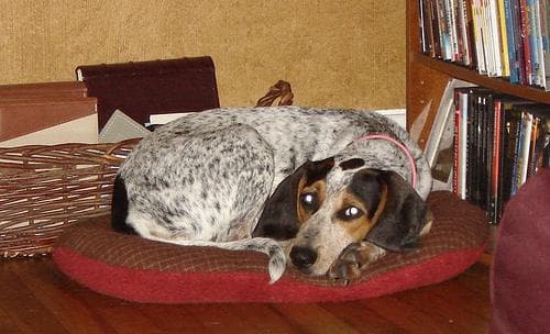 Bluetick