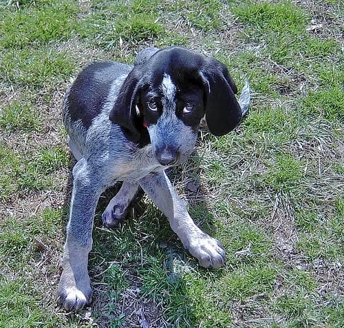 Bluetick