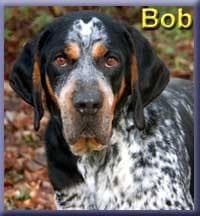 Bluetick
