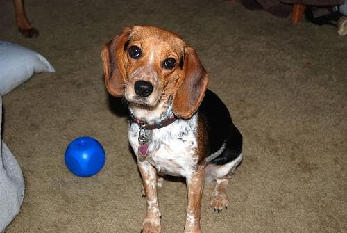 Bluetick