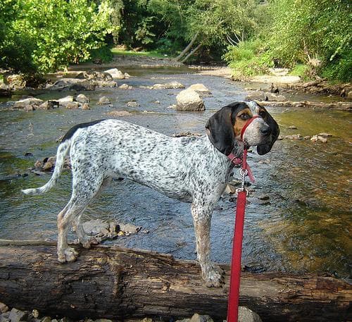 Bluetick