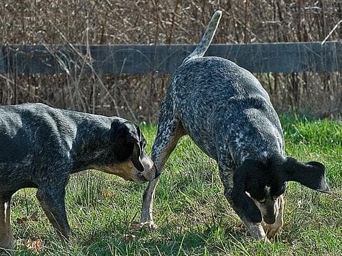 Bluetick