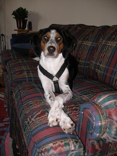 Bluetick