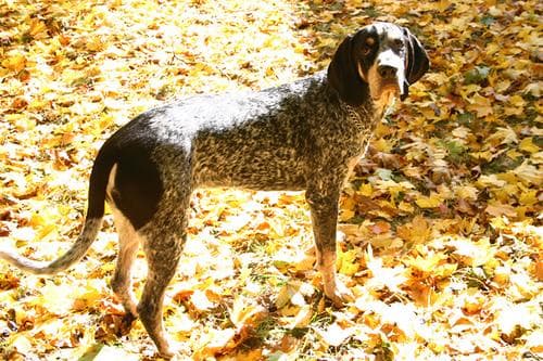 Bluetick