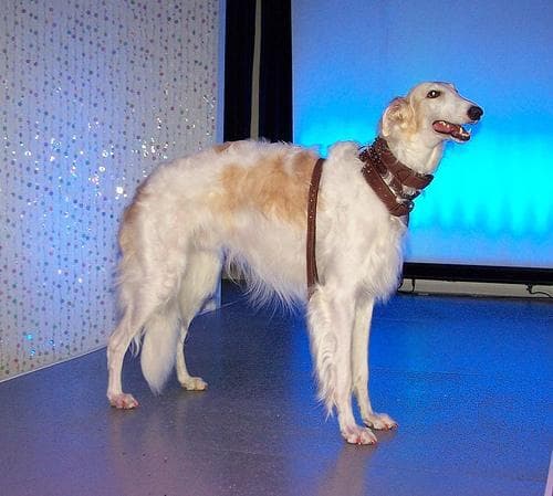 Borzoi