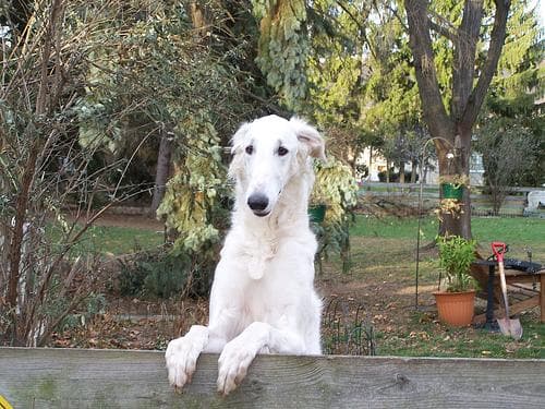 Borzoi