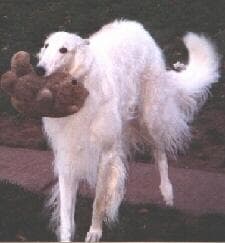 Borzoi