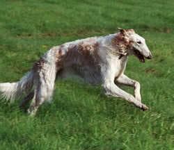 Borzoi