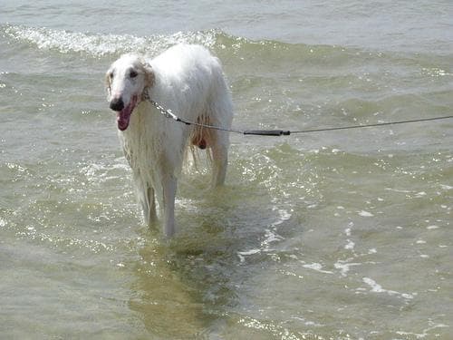 Borzoi