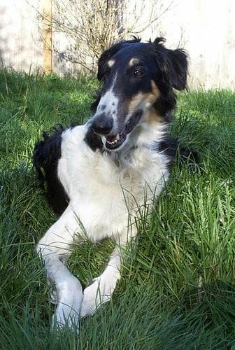 Borzoi