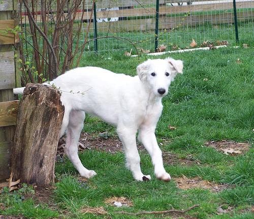 Borzoi
