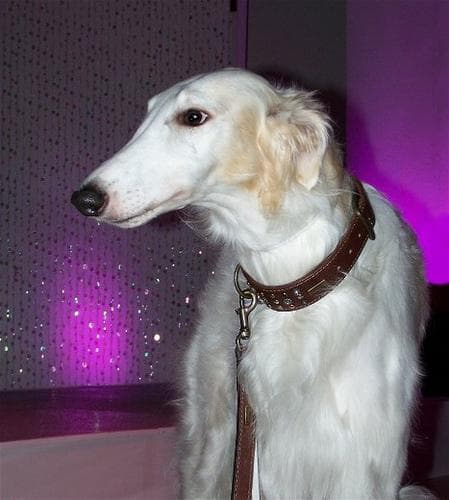 Borzoi