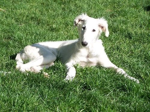 Borzoi