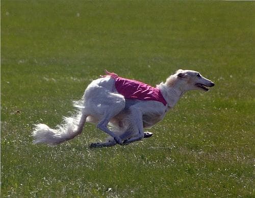 Borzoi
