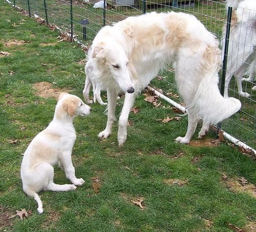 Borzoi