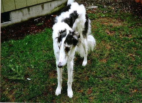 Borzoi
