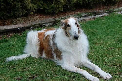 Borzoi