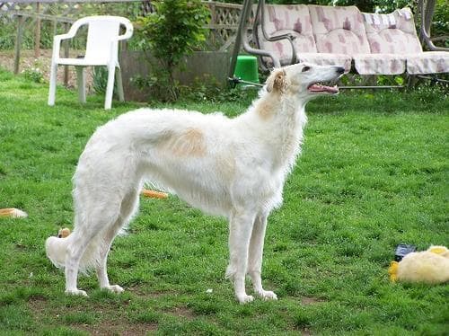 Borzoi
