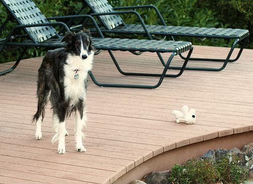 Borzoi