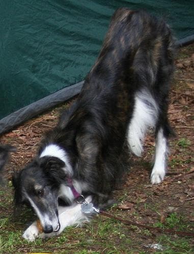 Borzoi