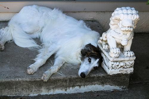 Borzoi