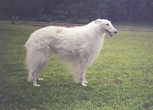 Borzoi
