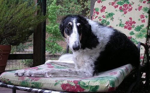 Borzoi