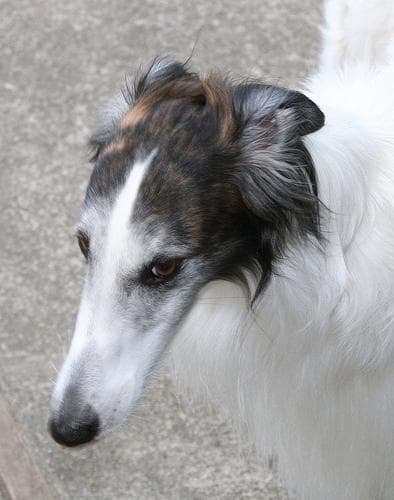 Borzoi
