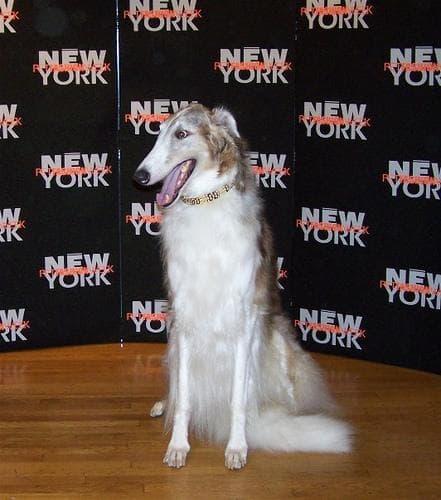 Borzoi