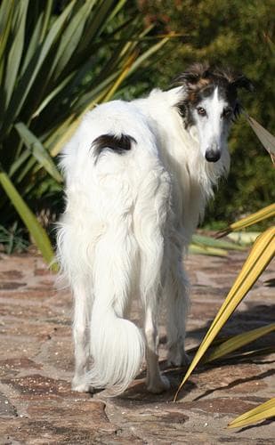 Borzoi