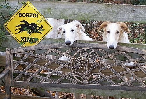 Borzoi