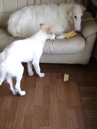 Borzoi
