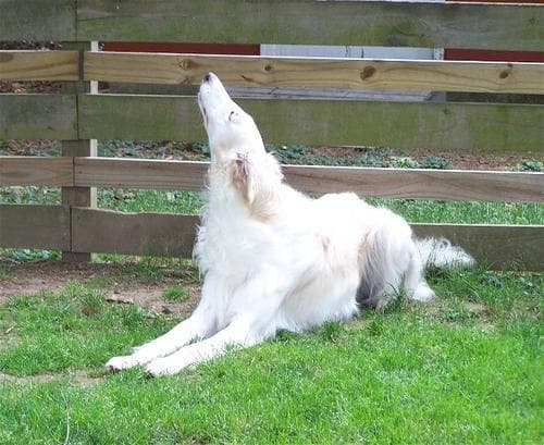 Borzoi