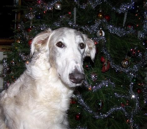 Borzoi