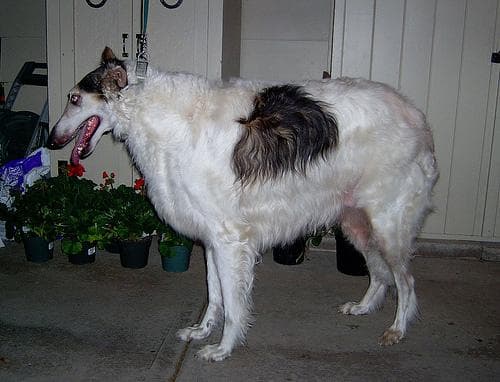Borzoi