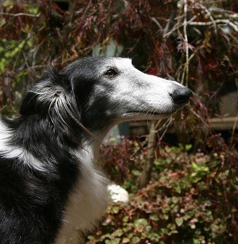 Borzoi