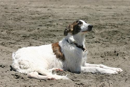 Borzoi