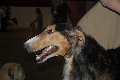 Borzoi