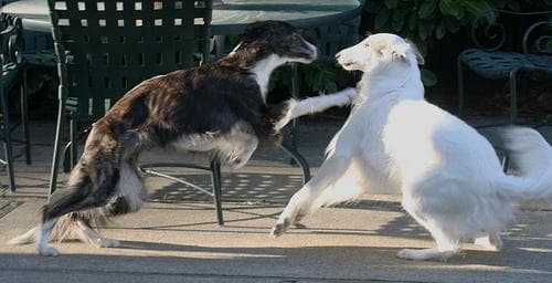 Borzoi