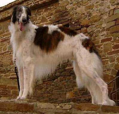 Borzoi