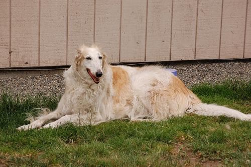 Borzoi