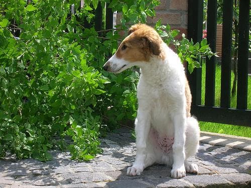 Borzoi