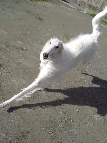 Borzoi